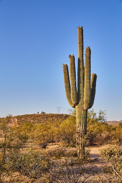 Obraz dużego kaktusa na pustyni w Arizonie