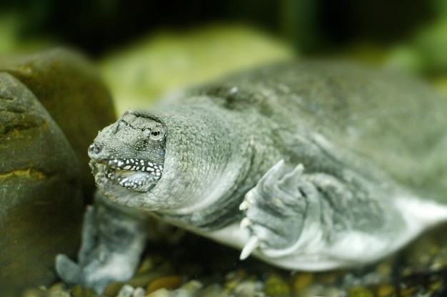 Obraz egzotycznego chińskiego żółwia softshell słodkowodnego