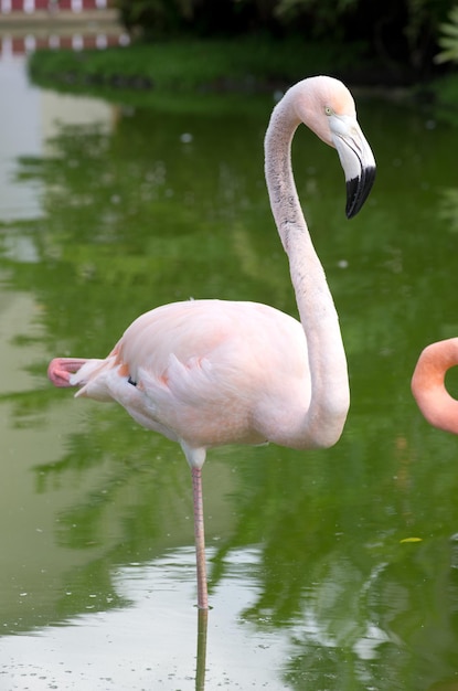 Obraz flamingów w wodzie