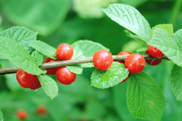 Obraz gałęzi z czerwonymi jagodami Prunus tomentosa