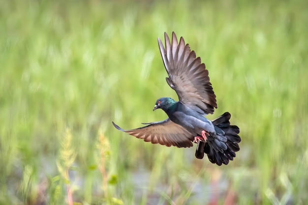 Obraz gołębia latania na tle przyrody. Ptak, Zwierzęta.