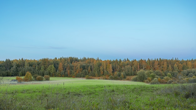 Obraz jesiennego lasu na niebieskim tle lasu Naturalne światło