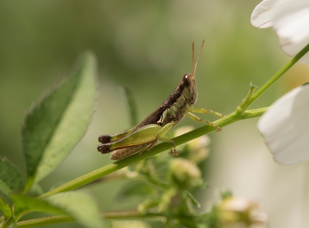 Zdjęcie obraz koników polnych. makro grasshopper