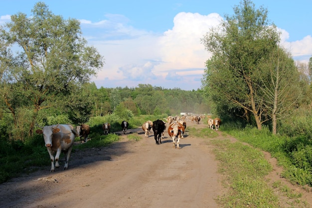 Obraz krów wracających z pastwiska