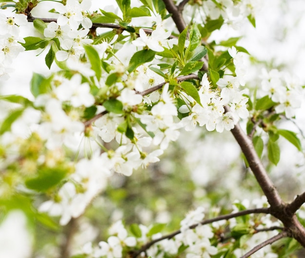 Obraz kwitnącej wiśni z białymi kwiatami