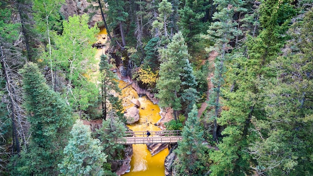 Obraz lasu sosnowego z żywą żółtą rzeką i mostem spacerowym z turystą