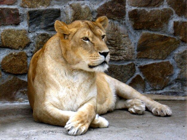 Obraz lwicy odpoczywającej w zoo.