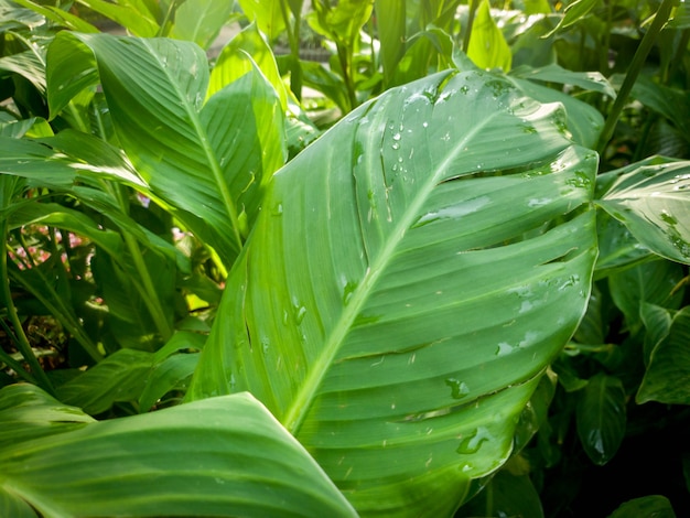 Obraz makro kropelek wody wiszących na mokrych zielonych liściach tropikalnej rośliny po deszczu