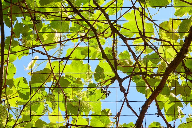 Obraz metalowego ogrodzenia pokrytego zielonymi winoroślami z bliska