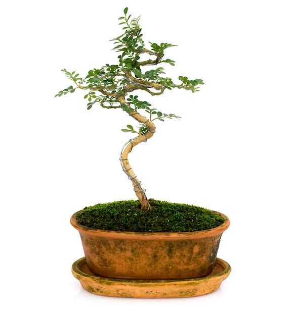Obraz mini bonsai w drzewie doniczkowym na białym tle