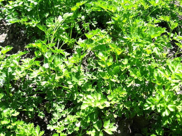 Obraz młodej zielonej rośliny pietruszki