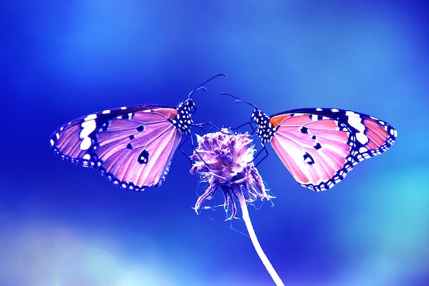 Obraz motyla tygrysiego lub znanego również jako motyl Danaus chrysippus spoczywający na roślinach