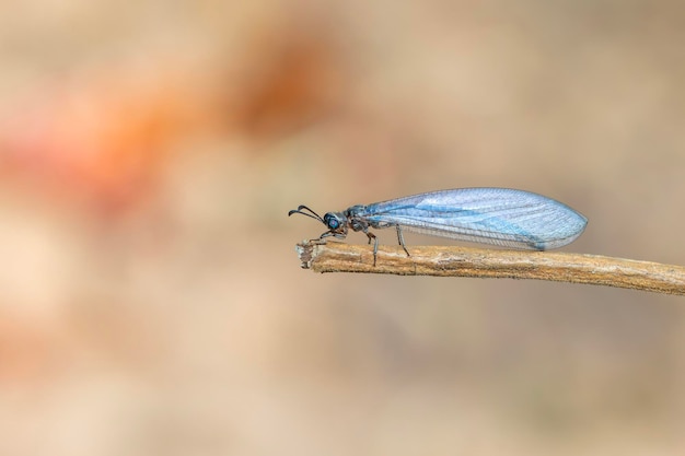 Obraz Myrmeleon formicarius siedzący na gałęzi na tle przyrody Antlion Owad