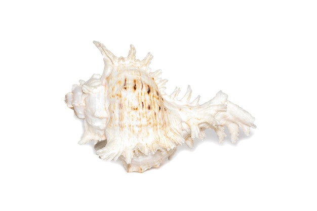 Obraz naturalnej dużej muszli ślimaka kirin tysiące na białym tle Zwierzęta podwodne Muszle morskie