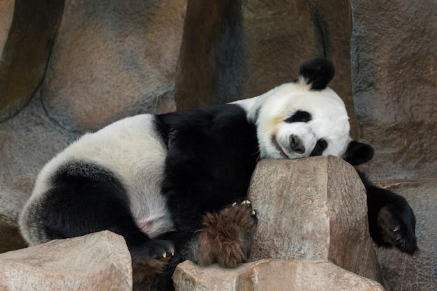 Obraz pandy śpiącej na skałach. Dzikie zwierzęta.