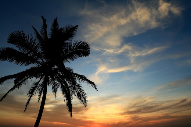 Obraz pięknego zachodu słońca i palmy