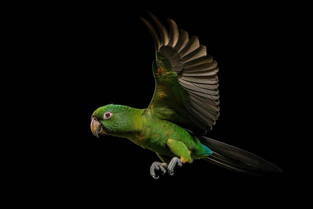 Obraz pięknej, kolorowej papugi lecą na czarnym tle Wildlife Animals Bird Illustration Generative AI