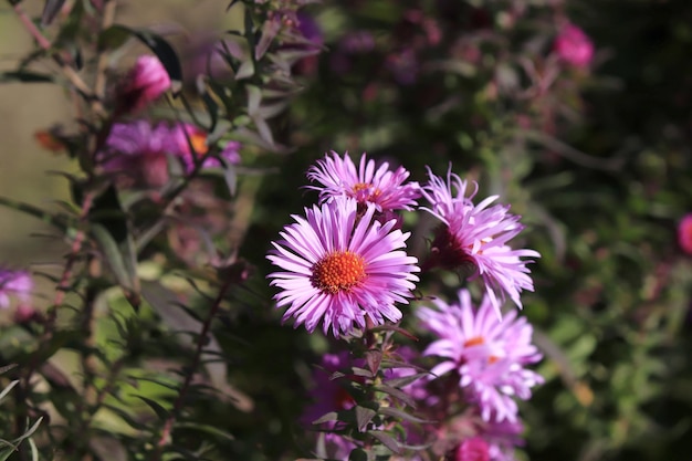 Obraz późno jesiennego kwiatu Astry w kwiatowcu