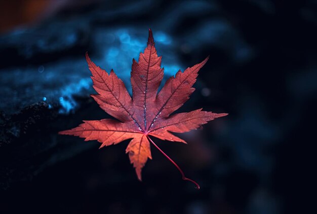 obraz przedstawia czerwony liść klonu na ciemnym tle