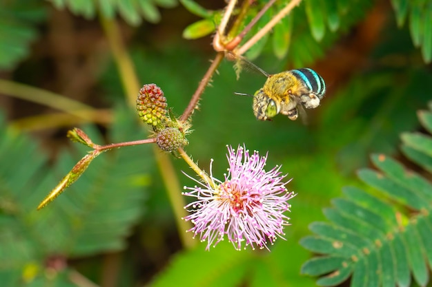 Obraz pszczoły z niebieskimi paskami na purpurowych kwiatach Owad Zwierzę