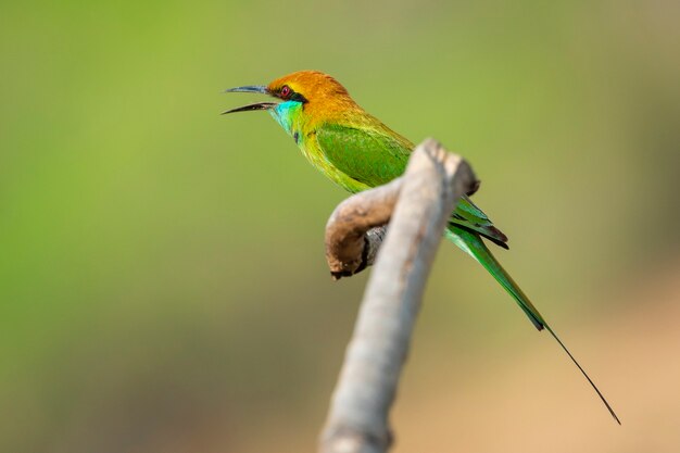 Obraz ptaka żołna Zielona (Merops orientalis) na gałęzi drzewa na tle przyrody. Ptak. Zwierząt.