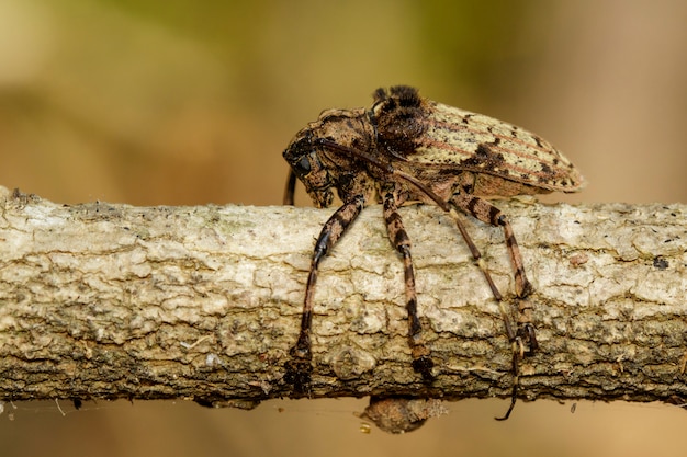 Obraz Robaka Cerambycidae (moechotypa Suffusa) Na Gałęzi. Owad. Zwierzę.