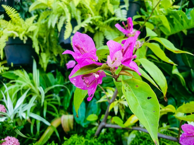 Obraz różowych kwiatów w kolorowym krajobrazie formalnego pięknego ogrodu