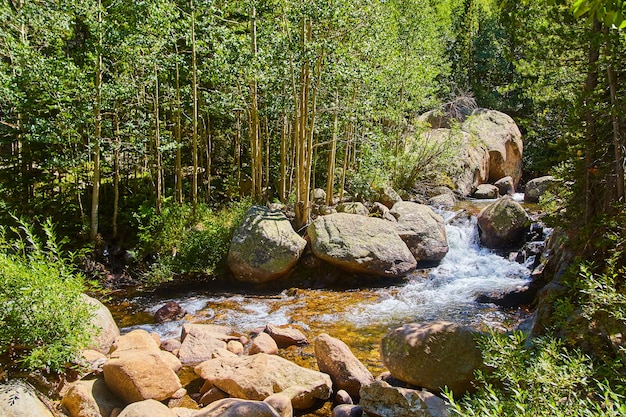 Obraz rzeki Rapids z dużymi głazami i drzewami osiki