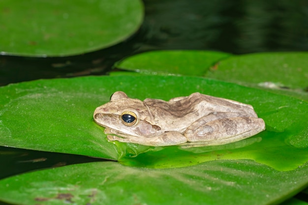 Obraz Rzekotka Drzewna, Rzekotka Drzewna Czterolistna, Rzekotka Drzewna Złota (polypedates Leucomystax) Na Liściu Lotosu.