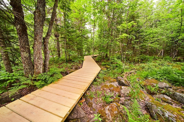 Obraz ścieżki Lasu Przez Las Z Omszałymi Skałami I Zielonym Bujnym Lasem