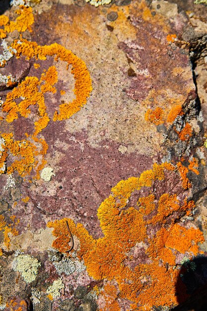 Obraz szczegółów tekstury powierzchni kamienia z żywymi pomarańczowymi porostami