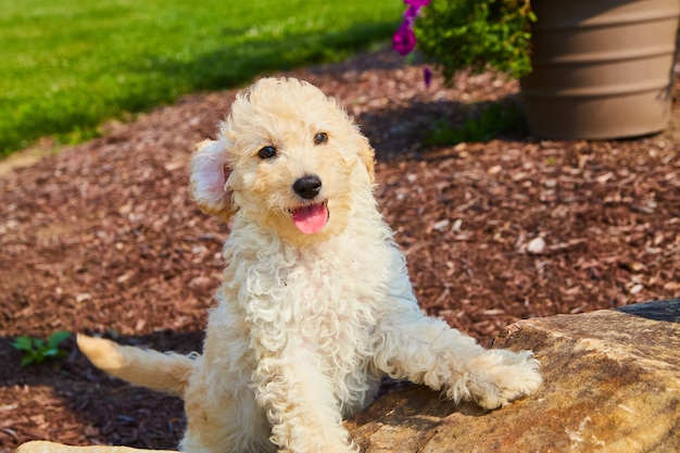 Obraz szczegółowego malowania Golden Retriever i patrzenia na kamerę na skałach krajobrazu