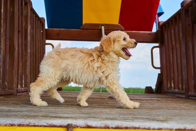 Obraz szczeniaka Golden Retriever na placu zabaw