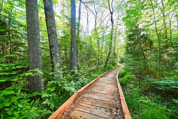 Obraz szlaku turystycznego Wood Boardwalk przecinającego żywe, zielone lasy