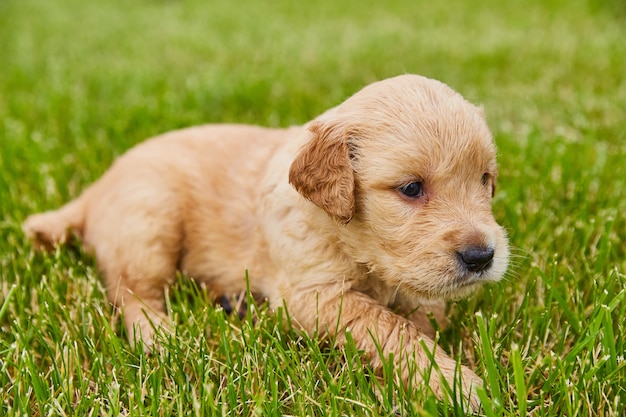 Obraz uroczego małego szczeniaka golden retrievera