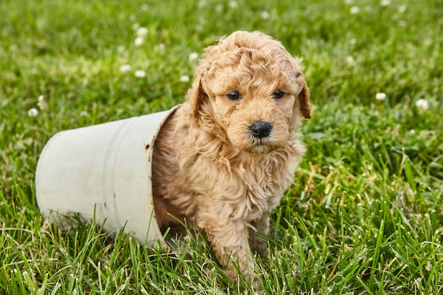 Obraz uroczego szczeniaka Goldendoodle siedzącego w małej doniczce