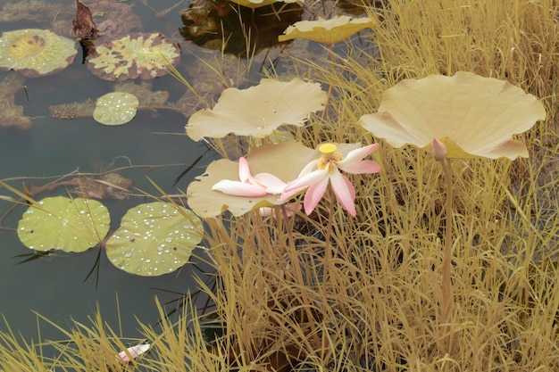 obraz w podczerwieni rośliny Nelumbo nucifera w jeziorze