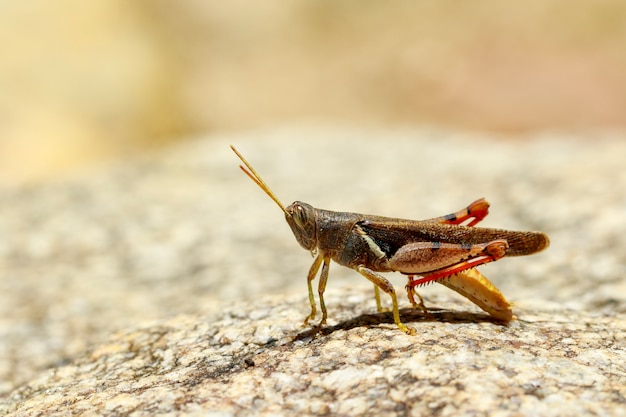 Obraz White-banded Grasshopper (Stenocatantops splendens) na skale. Owad. Zwierzę.