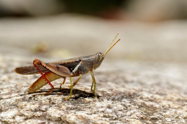 Obraz White-banded Grasshopper (Stenocatantops splendens) na skale. Owad. Zwierzę.