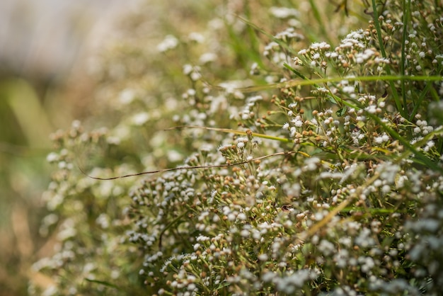 obrazek dzika trawa z bokeh tłem