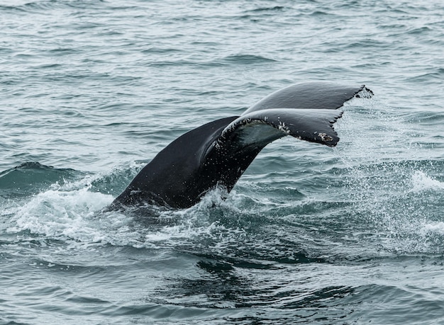 Obserwacja wielorybów w Husavik na północy Islandii