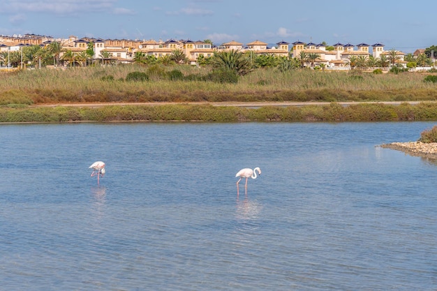 Obserwatorium Salinas de Santa Pola kilka różowych flamingów w lagunie