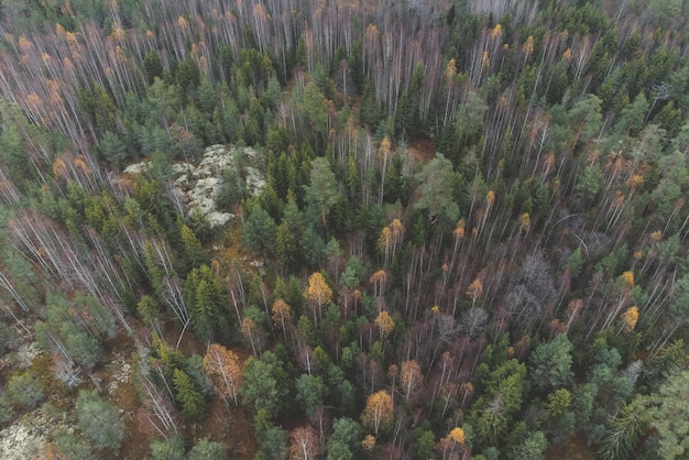 Obszar leśny jesienią Drzewa z opadłymi liśćmi Air view