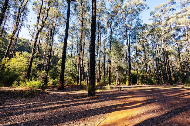 Obszar piknikowy i parking Masons Falls w Parku Narodowym Kinglake w chłodny jesienny dzień w Melbourne Victoria Australia