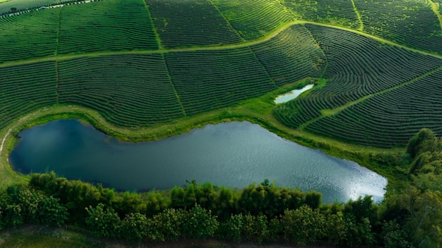obszar rolniczy plantacji zielonej herbaty i stawu w górskiej dolinie