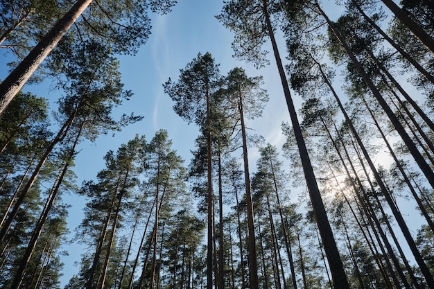 Obwód leningradzki Rosja Przyroda Republiki Karelii Widok z dołu