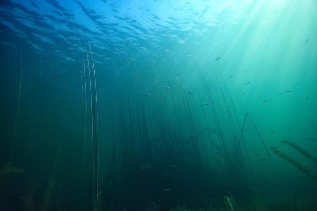 ocean woda niebieskie tło podwodne promienie słońce / abstrakcyjne niebieskie tło natura woda