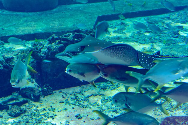 Ocellated ray ray ( Aetobatus ocellatus ) jest gatunkiem chrzęstnej ryby z rodziny eagle ray Myliobatidae . Atlantis, Sanya, wyspa Hainan, Chiny.