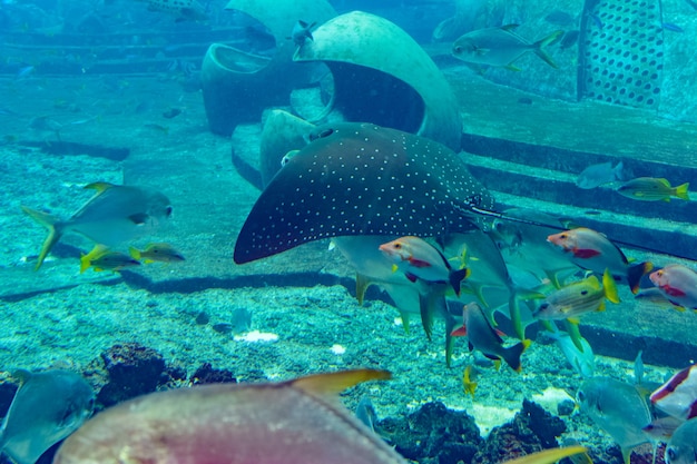 Ocellated ray ray ( Aetobatus ocellatus ) jest gatunkiem chrzęstnej ryby z rodziny eagle ray Myliobatidae . Atlantis, Sanya, wyspa Hainan, Chiny.