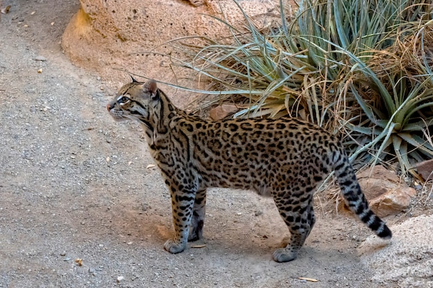 Ocelot grasuje na pustyni w południowej Arizonie